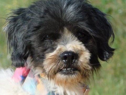 BOB attend de passer du refuge au canap&eacute; 315 24140 Douville