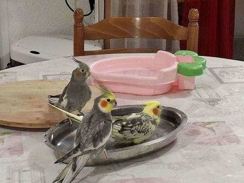 Couple Calopsittes et voli&egrave;re 349 32000 Auch