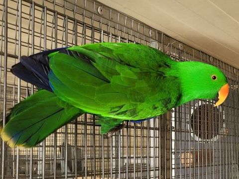 ECLECTUS 750 30700 Saint-quentin-la-poterie