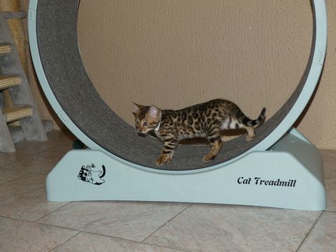Chaton Bengal loof 1300 31210 Ponlat-taillebourg