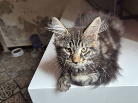 A retenir b&eacute;b&eacute; sphynx et maine coon 750 11200 Escales