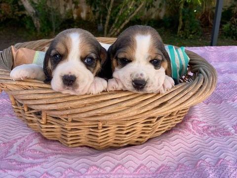 Chiots Beagle  500 40230 Saint-vincent-de-tyrosse