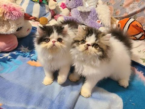 MAGNIFIQUES CHATONS PERSANS LOOF 950 06400 Cannes