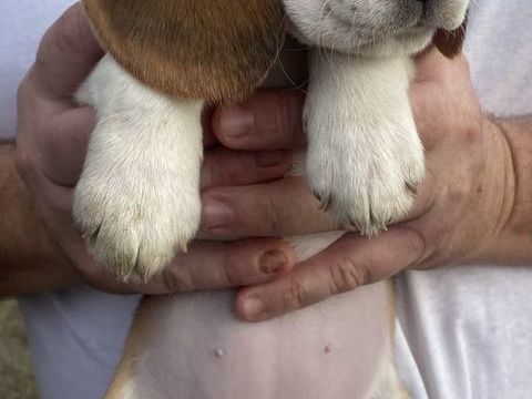 Chiots Beagle Femelles LOF 800 31390 Marquefave