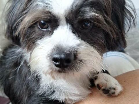 La belle Nana 350 95310 Saint-ouen-l'aum�ne