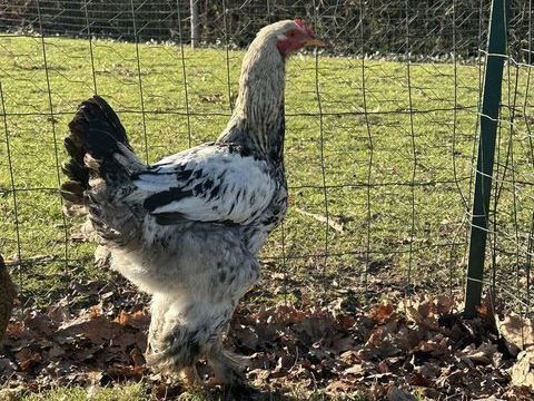 Coq 5 49670 Valanjou