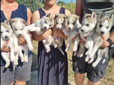 Chiots Husky de sib&eacute;rie LOF lign&eacute;e sportive 1200 56370 Sarzeau