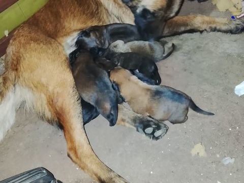 Chiots cane corso x berger allemand 0 93250 Villemomble
