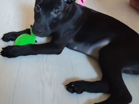 Brownie, 3 mois,cherche ses adoptants 220 92390 Villeneuve-la-garenne
