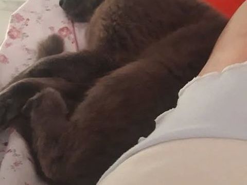 Chat CALINE à l adoption 200 26400 Allex