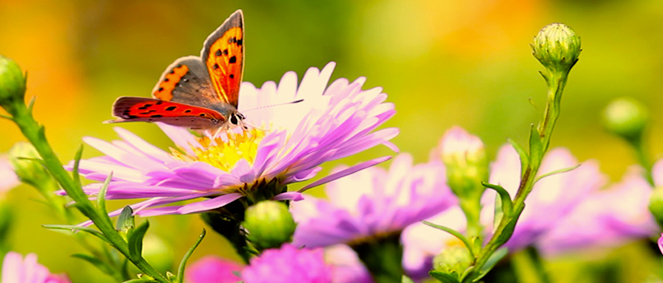 Agence Era Azur Hy�res