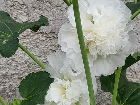 Confiez votre tortue dans de bonnes conditions77 0 77500 Chelles