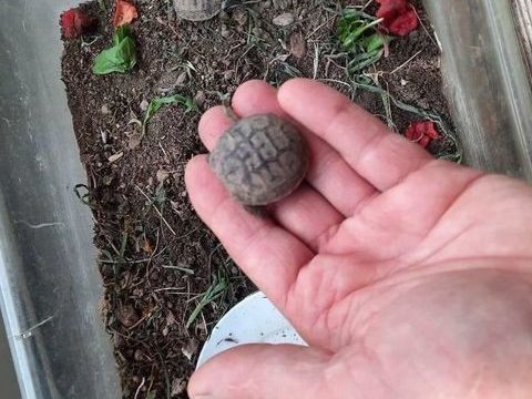 Tortue 45 13700 Marignane