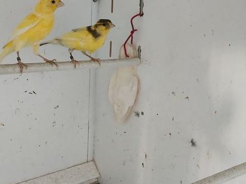 Canari de chant 25 59144 Preux-au-sart