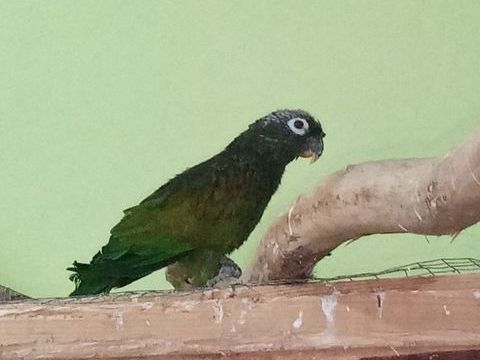 Pionus Maximilien - Pionus maximiliani - femelle bagu&eacute;e 2008 250 38110 Dolomieu