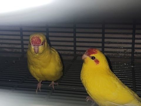  Kakariki 35 77410 Claye-souilly