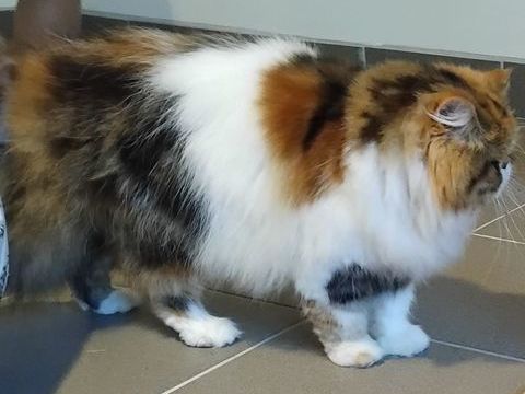 Femelle PERSAN 1500 38150 Anjou