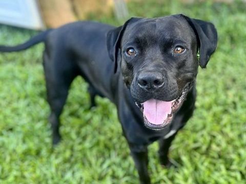 Tito, m&acirc;le crois&eacute; berger, n&eacute; le 10/02/2022 🐶 380 85000 Mouilleron-le-captif