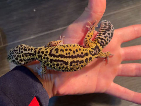 Vends gecko léopard 100 83100 Toulon