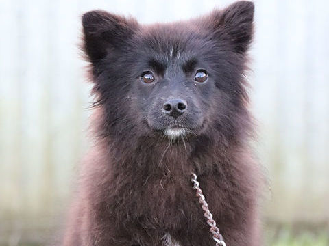 Femelle Pomsky F2a noire (pomsky certifiée par tests embark) 900 53220 Larchamp