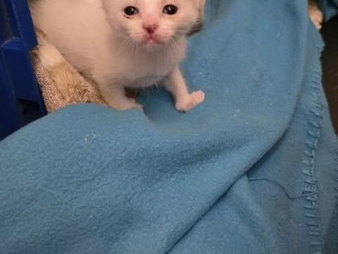 Chat TOMY &agrave; la r&eacute;servation 120 38370 Saint-clair-du-rh�ne