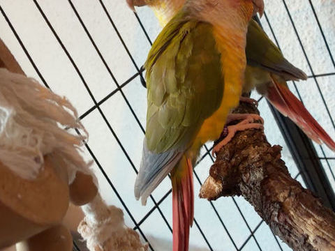 Couple Conure 300 06750 Thorenc