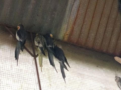 Oiseaux calopsittes 1 17130 Tug�ras-saint-maurice