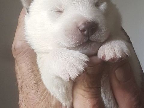 Magnifiques chiots husky LOF blanc pur aux yeux bleus 900 33000 Bordeaux