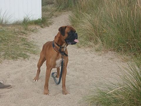 Recherche saillie boxer 
300 76600 Le havre
