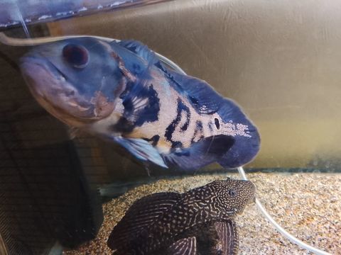 Oscar 13 49300 Cholet