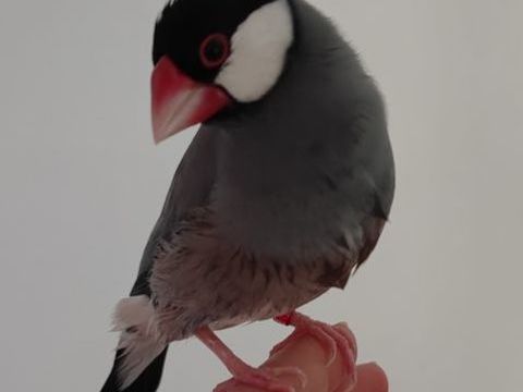 Paddas, eam 80 56250 La vraie-croix