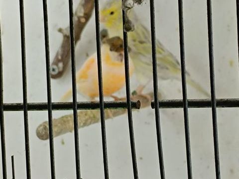 Canaris arlequin portugais, mosaique jaune et verdiers mutat 30 59230 Saint-amand-les-eaux