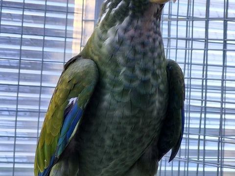 Perroquet pionus senilis 330 63350 Joze