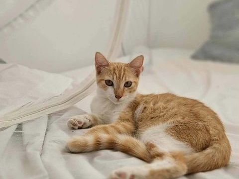 🐾 Bennington, femelle X europ&eacute;en n&eacute;e le 05/09/2025 🐱 200 94000 Cr�teil