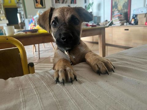 Ba&iuml;ko, M&acirc;le, X Berger, n&eacute; le 08/12/2025 🐶 300 93000 Bobigny