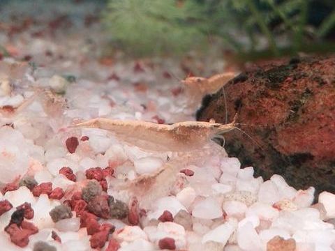 Crevette Golden Yellow.  1 67390 Marckolsheim