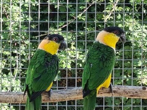 Caiques PALLIDUS 700 06500 Menton