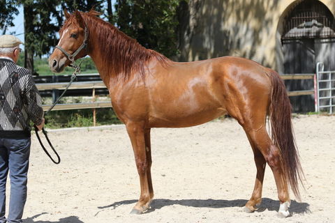 POULAIN OC COMPETITION LOISIRS 5000 13200 Arles