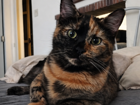 PTITLU CHATONNE ECAILLE 9 MOIS 225 92260 Fontenay-aux-roses