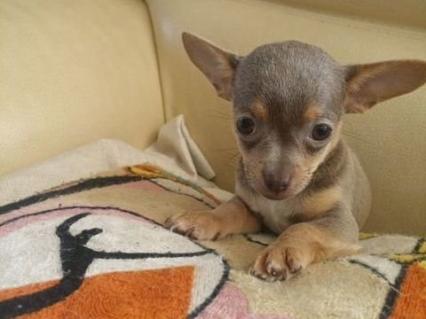 Chihuahua a reserver 800 45300 Manchecourt