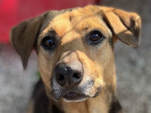 Paloma est &agrave; l'adoption! 0 34000 Montpellier