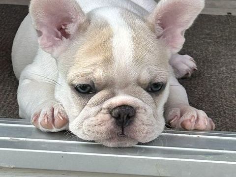BEBE BOULEDOGUE FRANCAIS 850 85770 L'Île-d'elle
