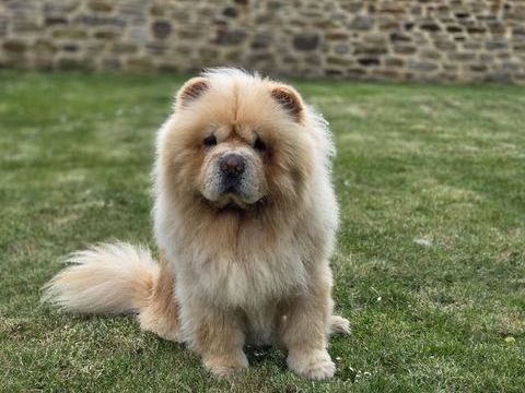 Chow-Chow M&acirc;le pour saillie 400 08380 Signy-le-petit