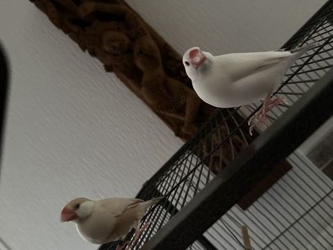 Padda MAN 150 92240 Malakoff