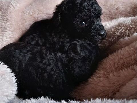 Caniches nains &agrave; r&eacute;server 0 19410 Vigeois