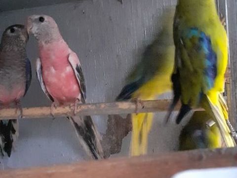 OISEAUX DE CAGES ET DE VOLI&Egrave;RES 40 22400 Lamballe