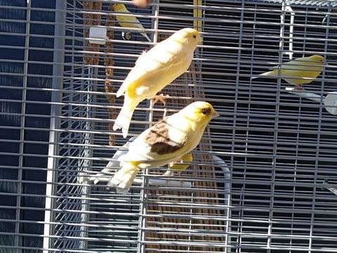 Canaris jaunes et panach&eacute;s 15 64370 Arthez-de-b�arn