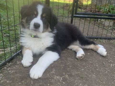 A r&eacute;server chiot Berger Australien 1300 56330 Pluvigner