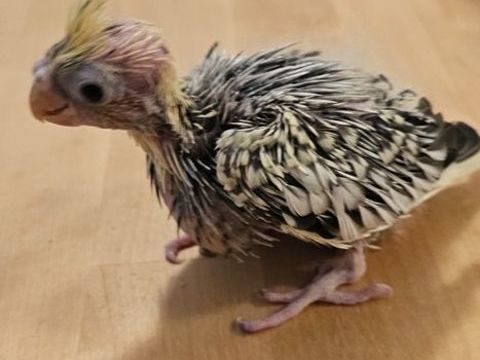 Poussins de calopsittes &eacute;lev&eacute;s &agrave; la main
180 74100 �trembi�res