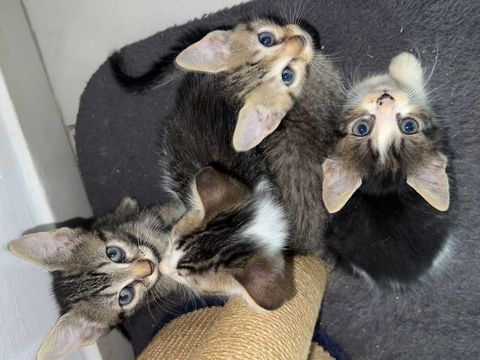 Je cherche &agrave; faire adopter mes chatons par une association 0 97111 Morne-à-l'eau